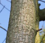 Aesculus turbinata