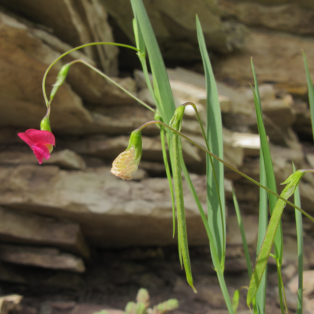 Image of Lathyrus nissolia specimen.