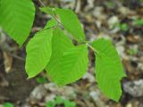 Fagus orientalis. Верхушка ветви. Краснодарский край, Апшеронский р-н, долина р. Мезмай, широколиственный лес. 02.05.2014.