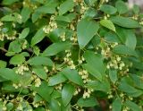 Aristotelia chilensis. Соцветия и листья ('Maqui'). Германия, г. Дюссельдорф, Ботанический сад университета. 04.05.2014.