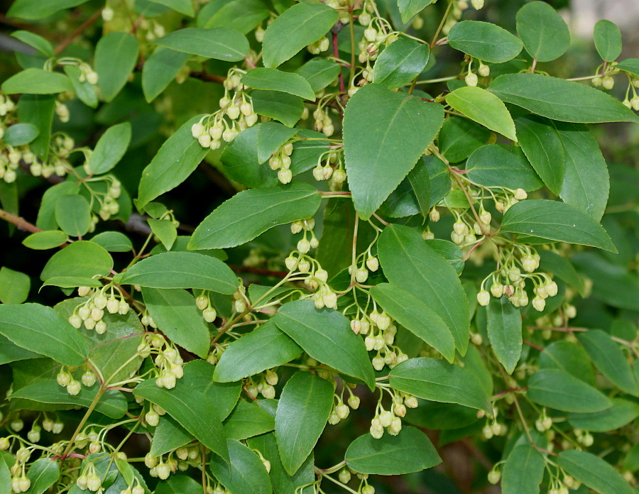 Изображение особи Aristotelia chilensis.