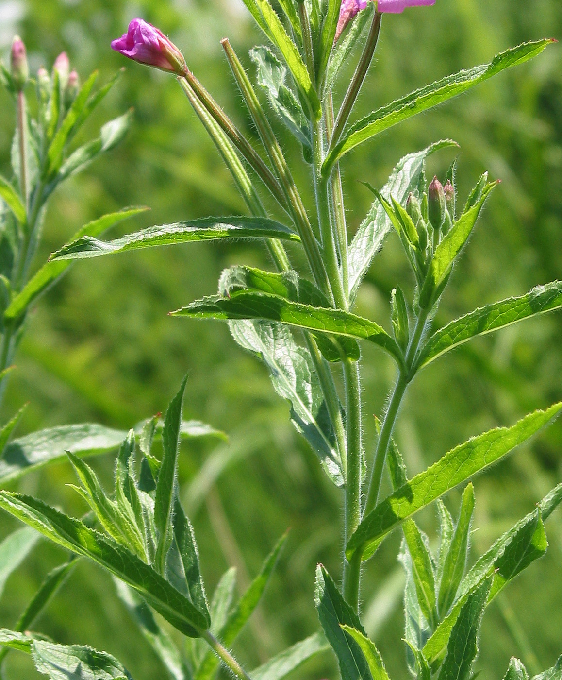 Image of Epilobium hirsutum specimen.