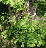 Metasequoia glyptostroboides. Комлевая часть дерева с побегами. Германия, г. Дюссельдорф, Ботанический сад университета. 04.05.2014.