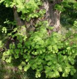 Metasequoia glyptostroboides