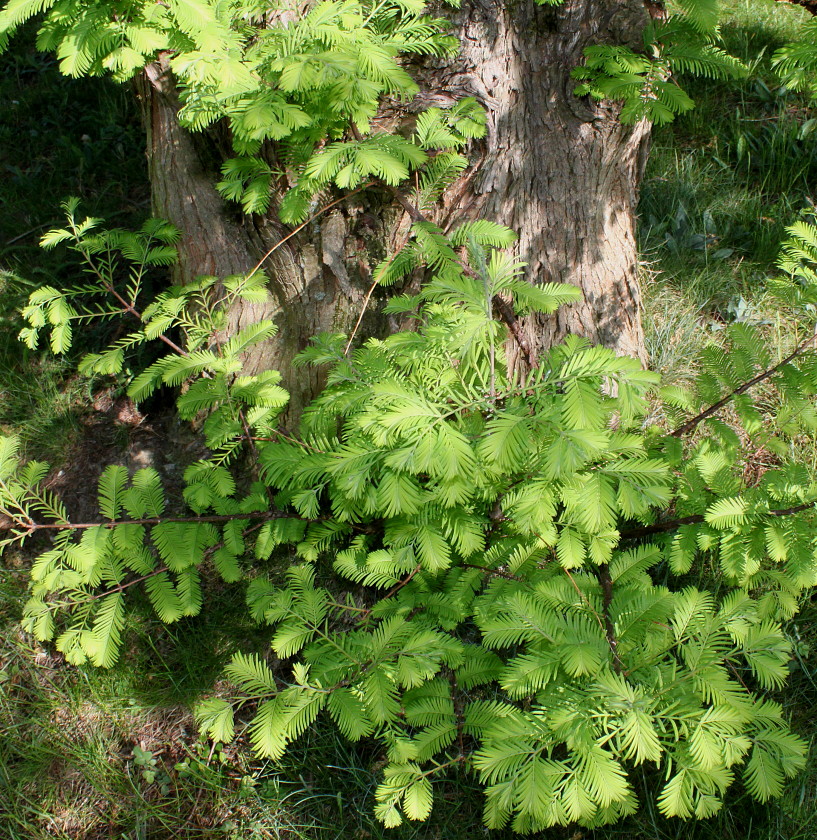 Изображение особи Metasequoia glyptostroboides.