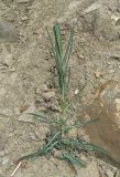 Lactuca saligna