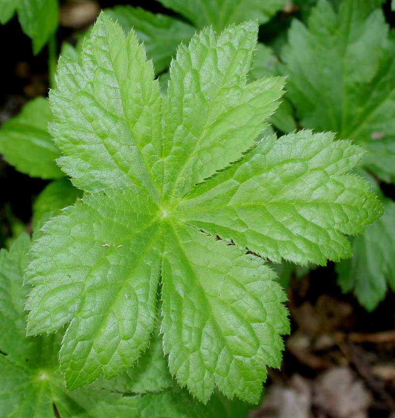 Изображение особи Astrantia major.