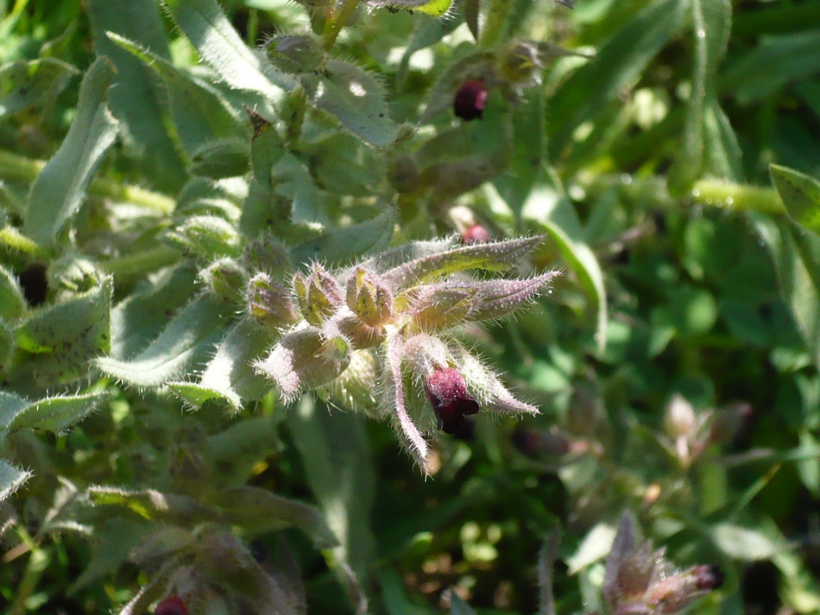 Image of Nonea pulla specimen.