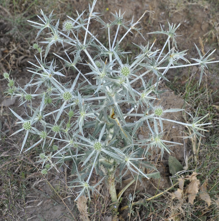 Изображение особи Eryngium creticum.