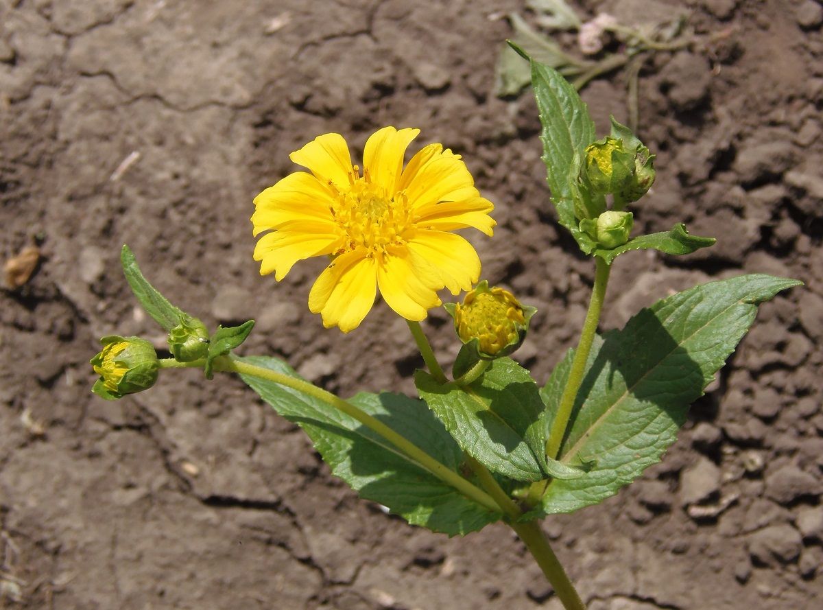 Image of Guizotia abyssinica specimen.