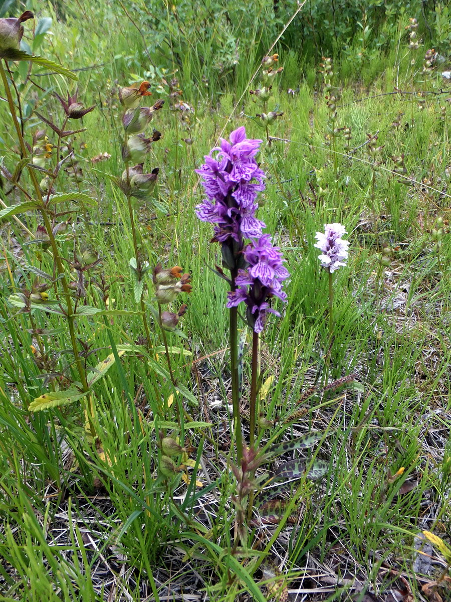 Image of Dactylorhiza psychrophila specimen.