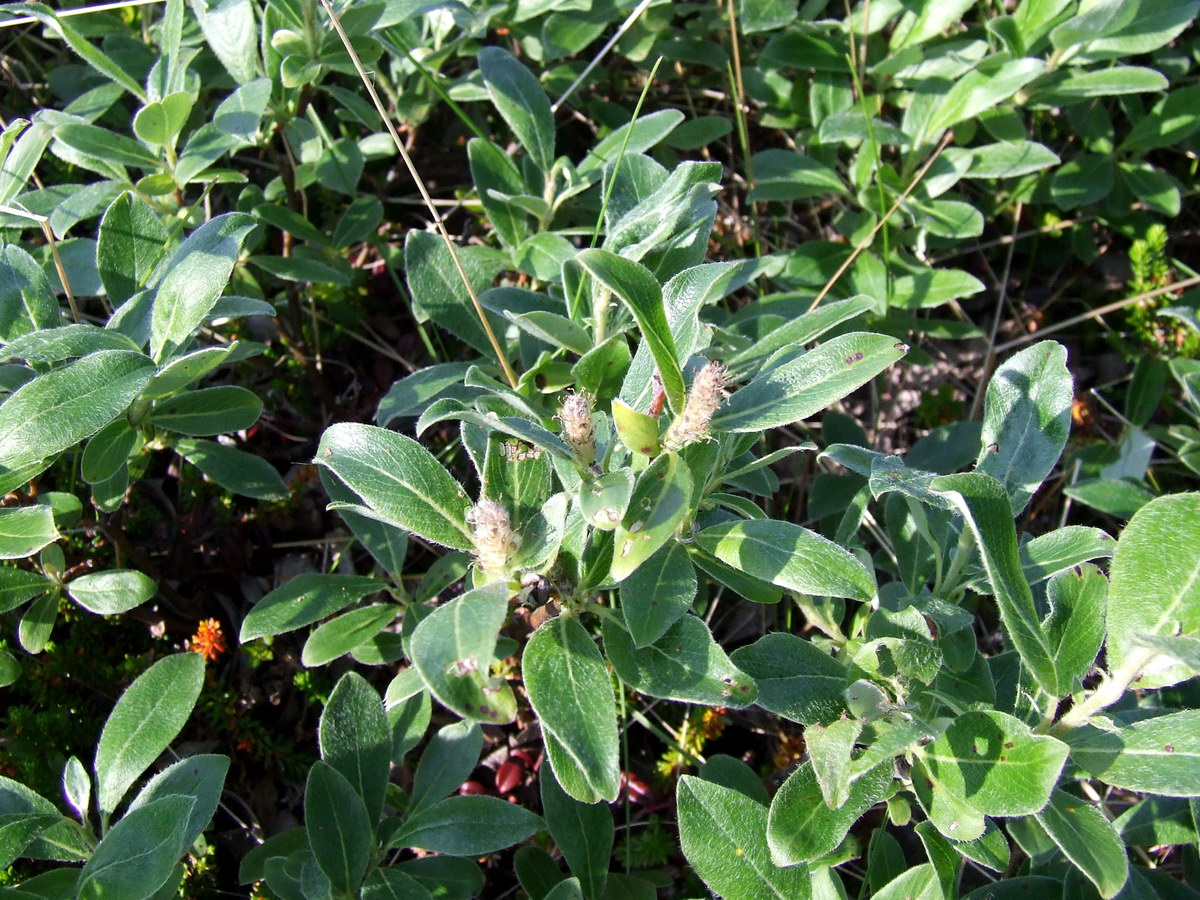 Изображение особи Salix glauca.