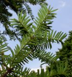 Torreya nucifera