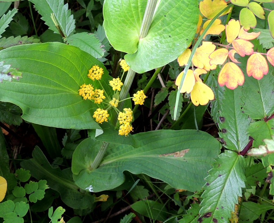 Image of Bupleurum longiradiatum specimen.