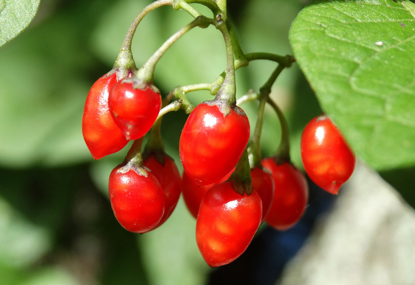 Image of Solanum dulcamara specimen.