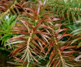 Cunninghamia lanceolata