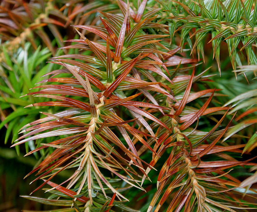 Изображение особи Cunninghamia lanceolata.