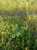 Heracleum sibiricum. Растение с раскрывающимся соцветием. Кольский п-ов, Восточный Мурман, пос. Дальние Зеленцы. 26.07.2009.