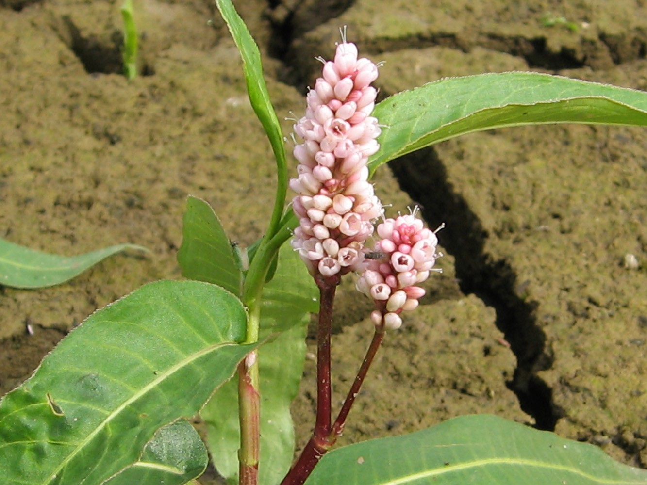 Image of Persicaria amphibia specimen.