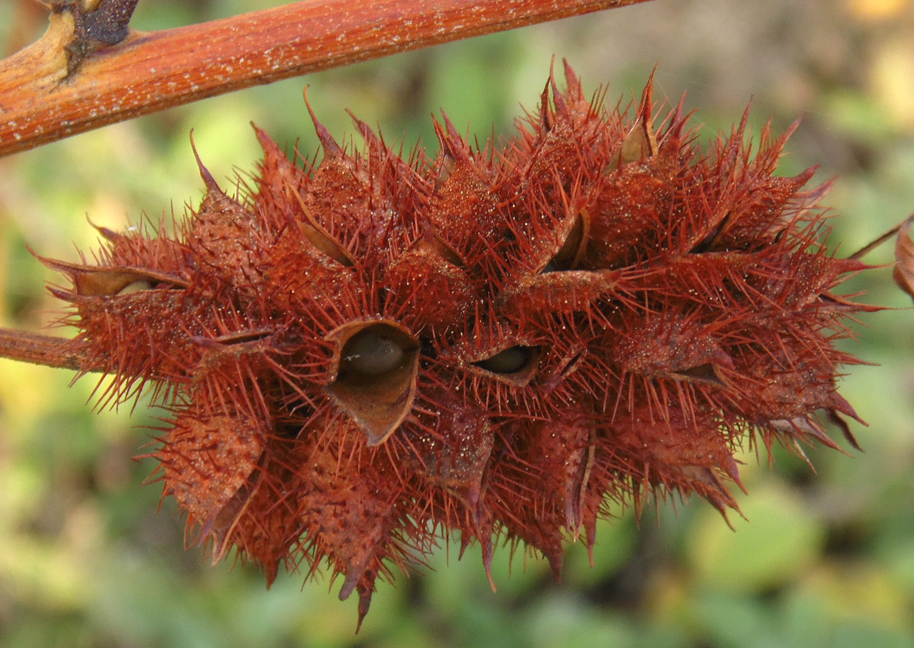 Изображение особи Glycyrrhiza echinata.