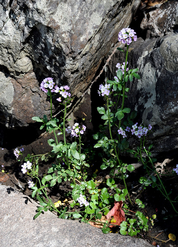 Изображение особи Cardamine seidlitziana.