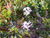 Oxytropis sordida. Цветущее и плодоносящее растение. Кольский полуостров, Восточный Мурман, пос. Дальние Зеленцы. 04.08.2009.