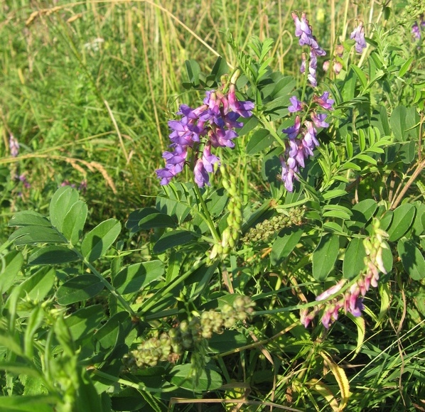 Изображение особи Vicia amoena.