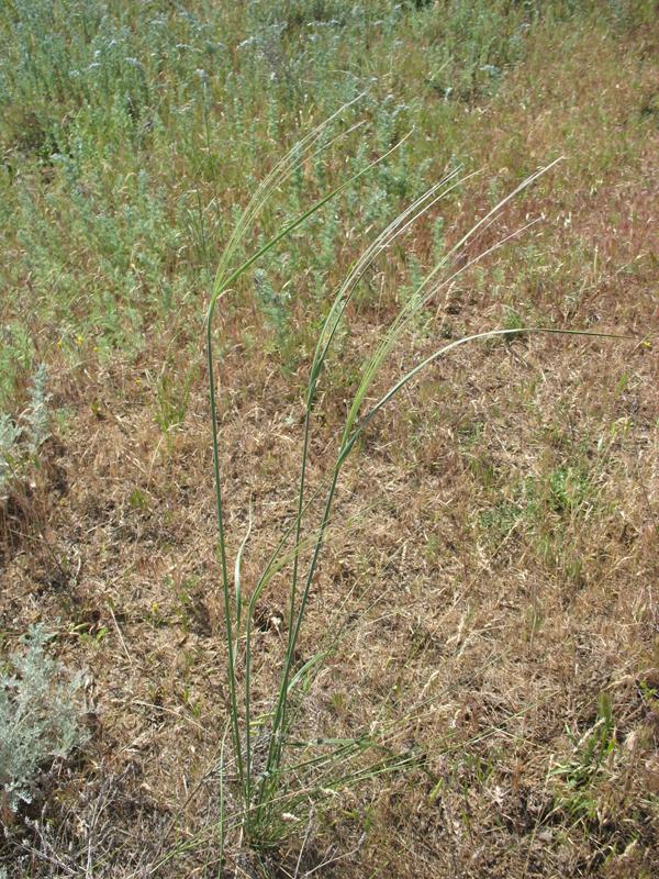 Image of Stipa caspia specimen.