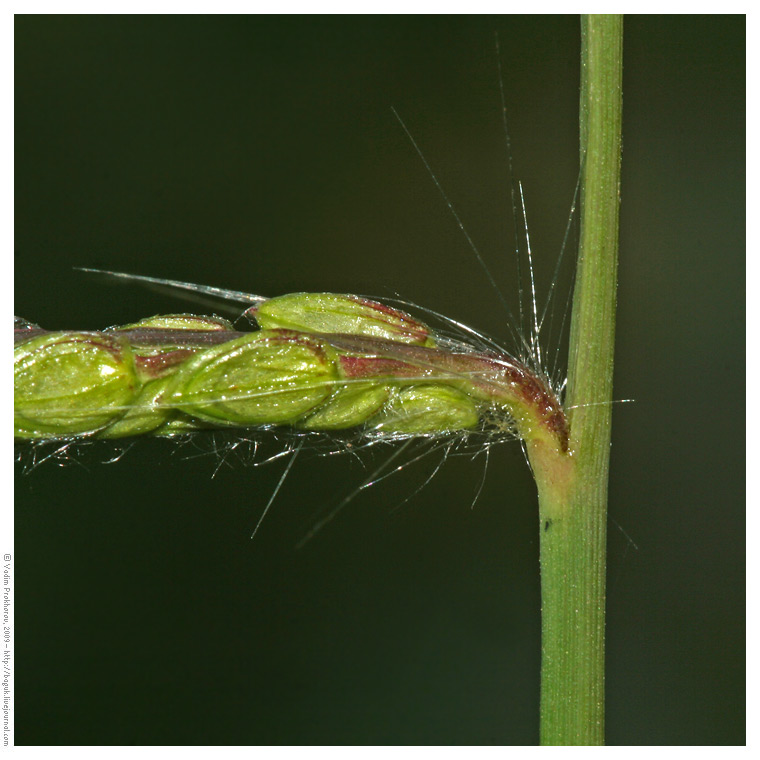 Изображение особи Paspalum dilatatum.