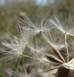 Taraxacum bessarabicum