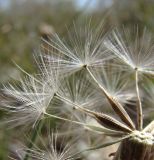 Taraxacum bessarabicum. Плоды в облетающем соплодии. Краснодарский край, Кущёвский р-н, станица Шкуринская, сазовая степь. 01.10.2009.