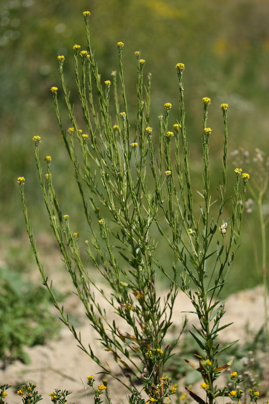 Изображение особи Erysimum hieraciifolium.