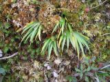 genus Tofieldia