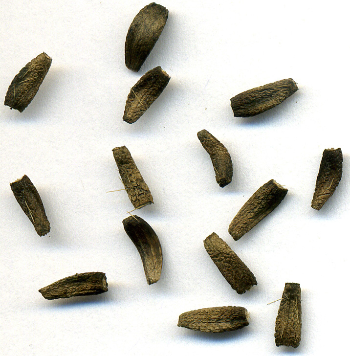Изображение особи Arctium nemorosum.