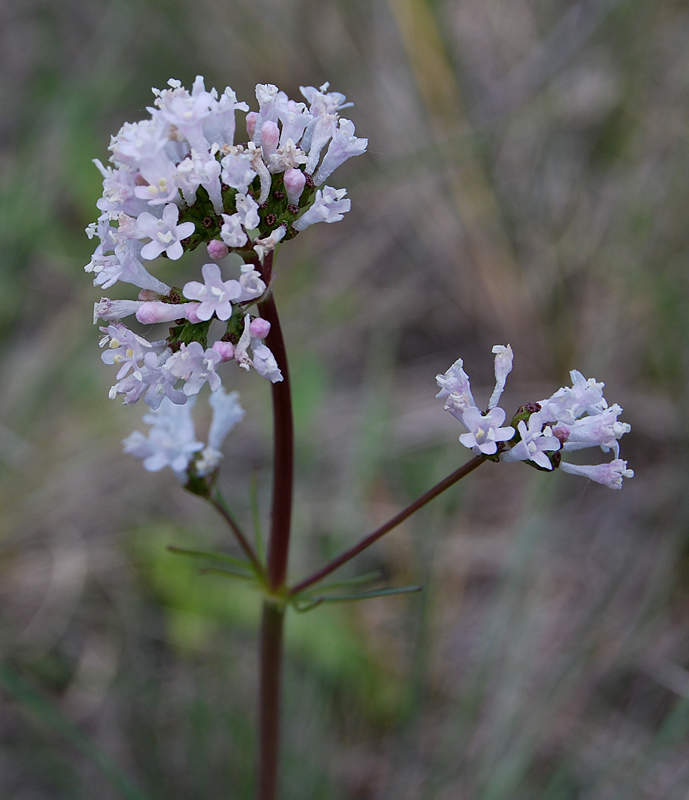 Image of Valeriana tuberosa specimen.