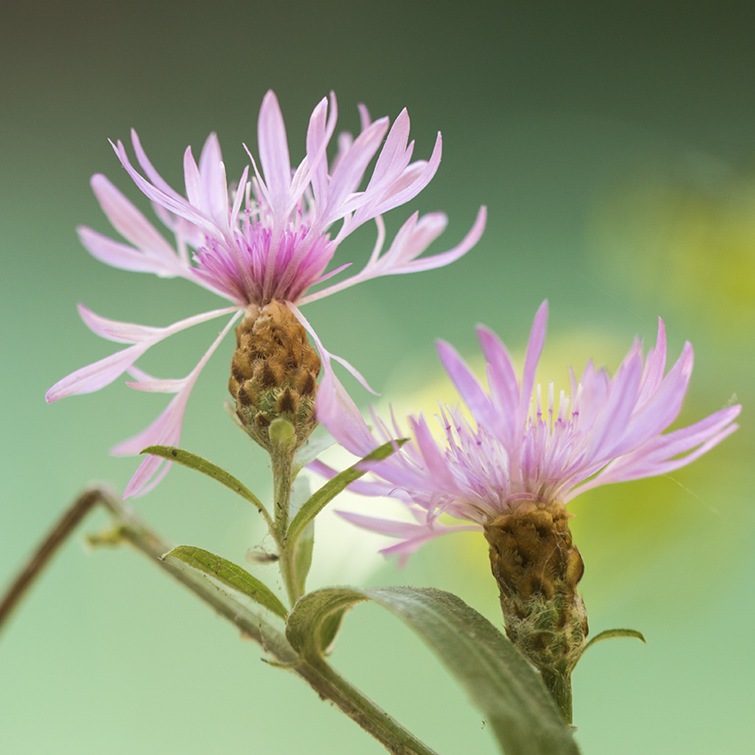 Изображение особи Centaurea jacea ssp. substituta.