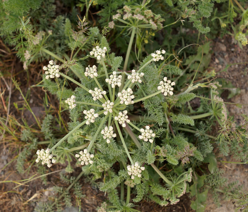 Image of Schrenkia golickeana specimen.