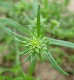 Corispermum sibiricum
