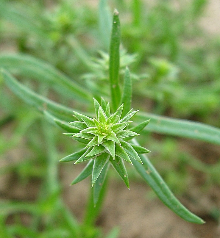 Изображение особи Corispermum sibiricum.