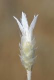 Xeranthemum longepapposum