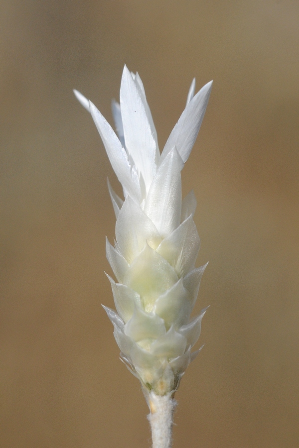 Image of Xeranthemum longepapposum specimen.