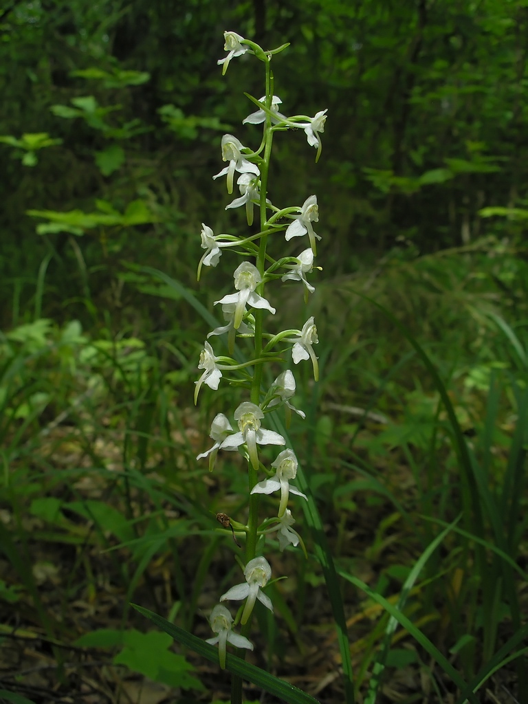 Изображение особи Platanthera chlorantha.