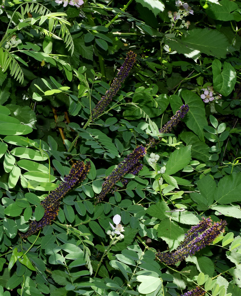 Image of Amorpha fruticosa specimen.