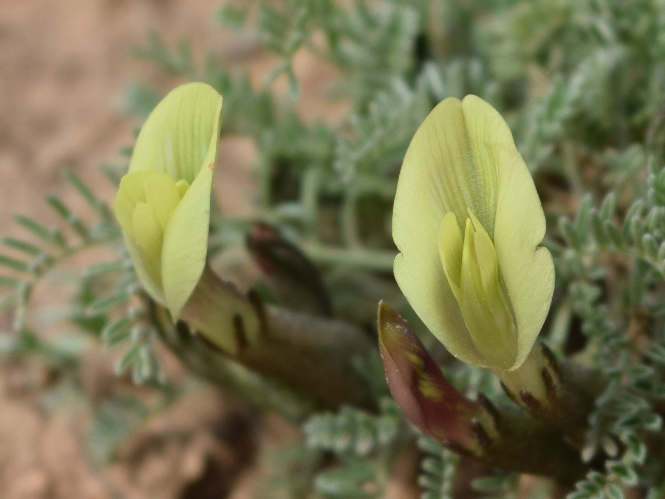 Изображение особи Astragalus dianthus.