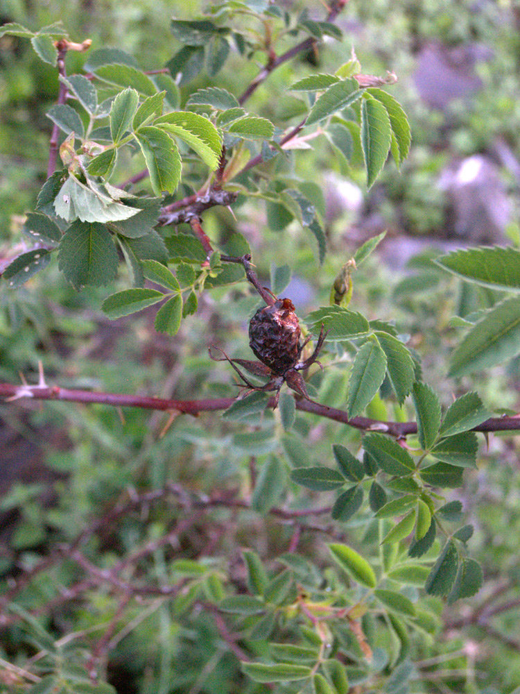 Image of Rosa teberdensis specimen.