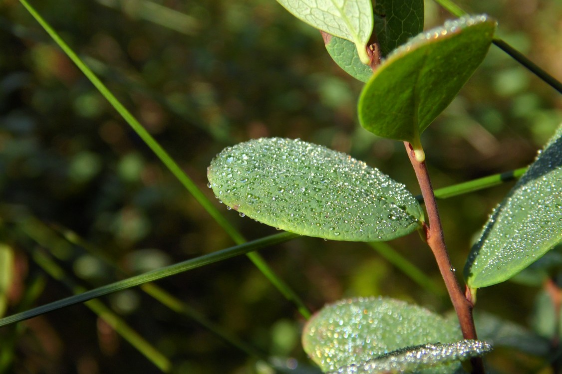 Image of Vaccinium uliginosum specimen.