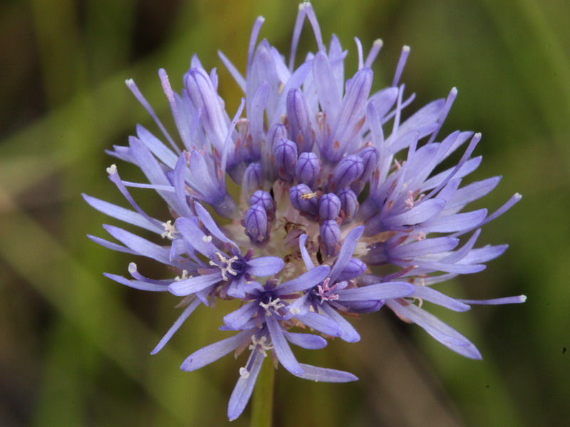 Image of Jasione montana specimen.