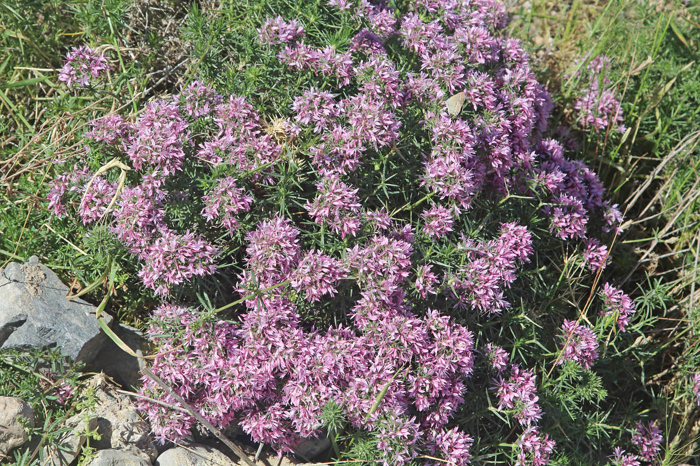 Изображение особи Acanthophyllum pungens.