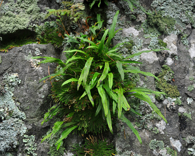 Image of Lepisorus ussuriensis specimen.