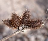 Xanthium orientale